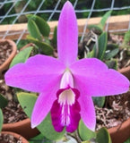 Orchid live Laelia sincorana - bare root Orchids