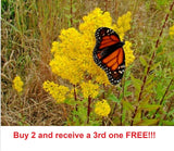 1000 Showy Goldenrod Seeds Native Perennial Wildflower Solidago speciosa Flowering Plants