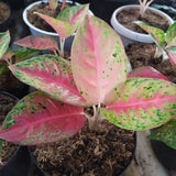 Rare Aglaonema ÔMahestiÕ Ð Exotic Variegated Chinese Evergreen Houseplant Green Plant