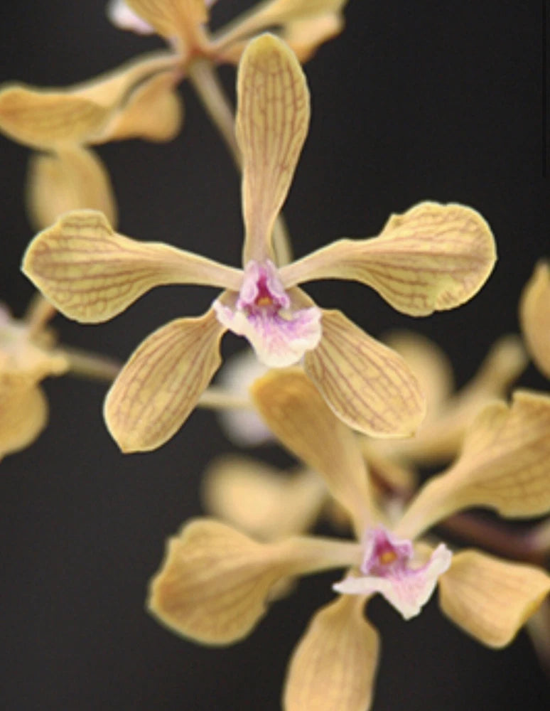 Yellow orchid with veined petals and pink center lip