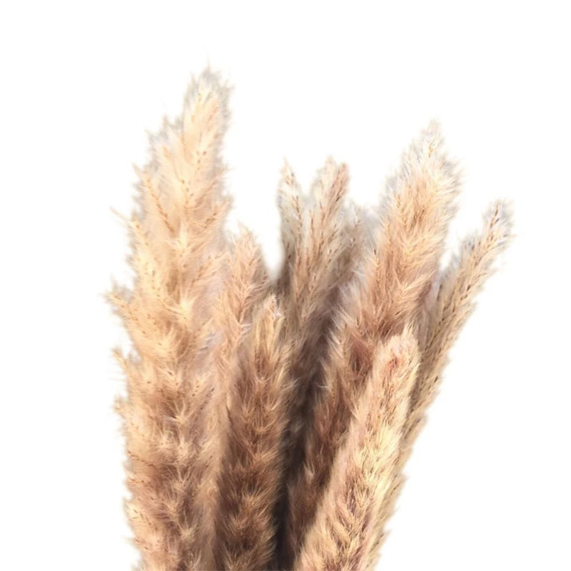 Dried reed grass bouquet with tall feathery beige stems