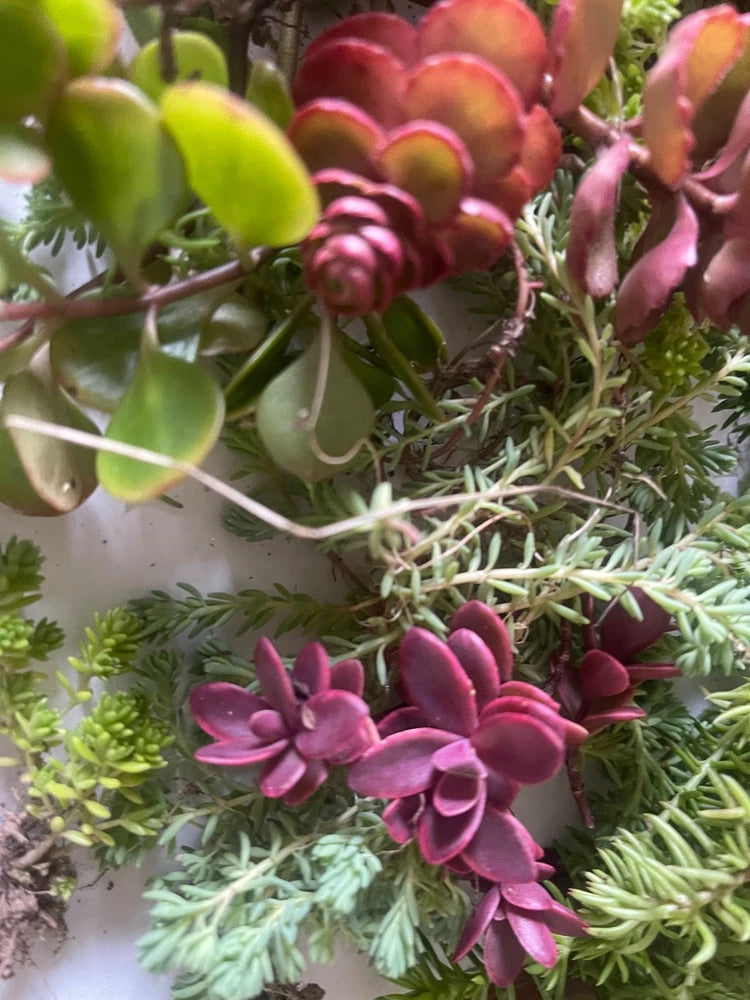 25+ Sedum Succulent Cuttings Ð 5-8 Varieties Ð Mixed Stonecrop Ð Easy to Root Garden Plants