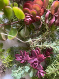 25+ Sedum Succulent Cuttings Ð 5-8 Varieties Ð Mixed Stonecrop Ð Easy to Root Garden Plants