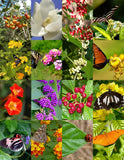 BUTTERFLY GARDEN MIX attract BUTTERFLIES wild flower garden plant seed 25 seeds Garden Plants