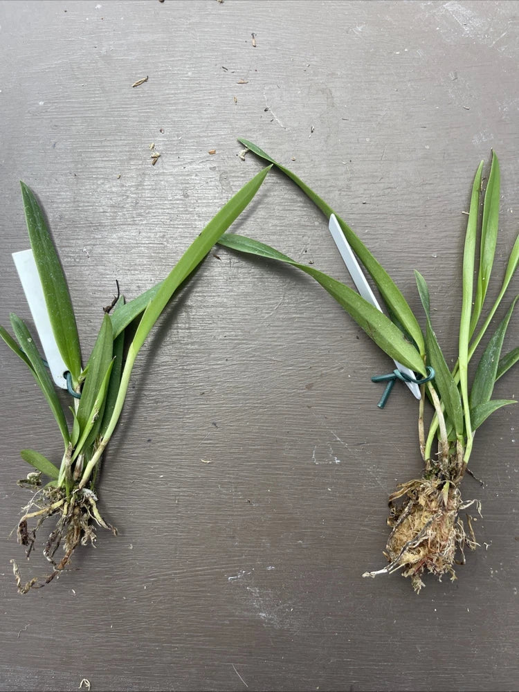 Orchid live Laelia harpophylla - bare root Orchids