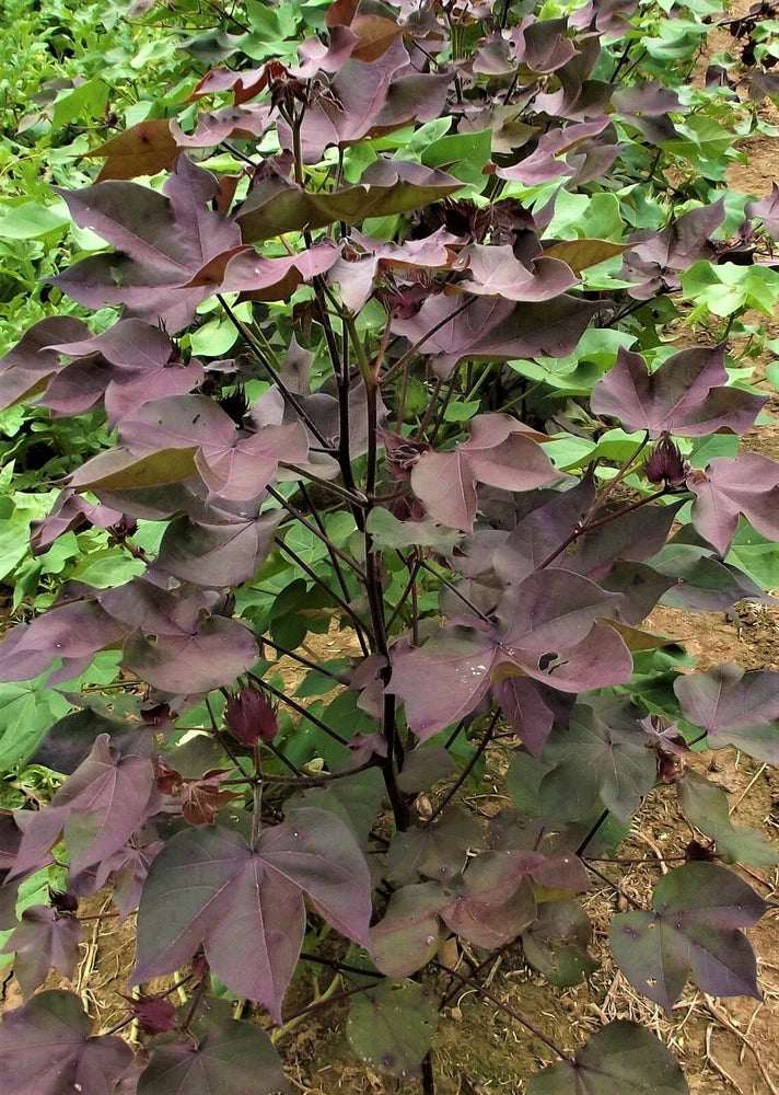 30 Burgundy Leaf with GREEN LINT Cotton Seed Extremely Rare Heirloom Ornamental Flowering Plants