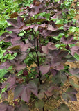 30 Burgundy Leaf with GREEN LINT Cotton Seed Extremely Rare Heirloom Ornamental Flowering Plants