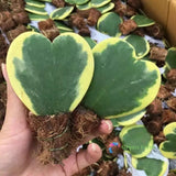 100 Seeds Hoya Kerrii Variegate Rare Lucky Heart Green Sweetheart Hoya Valentine Flowering Plants