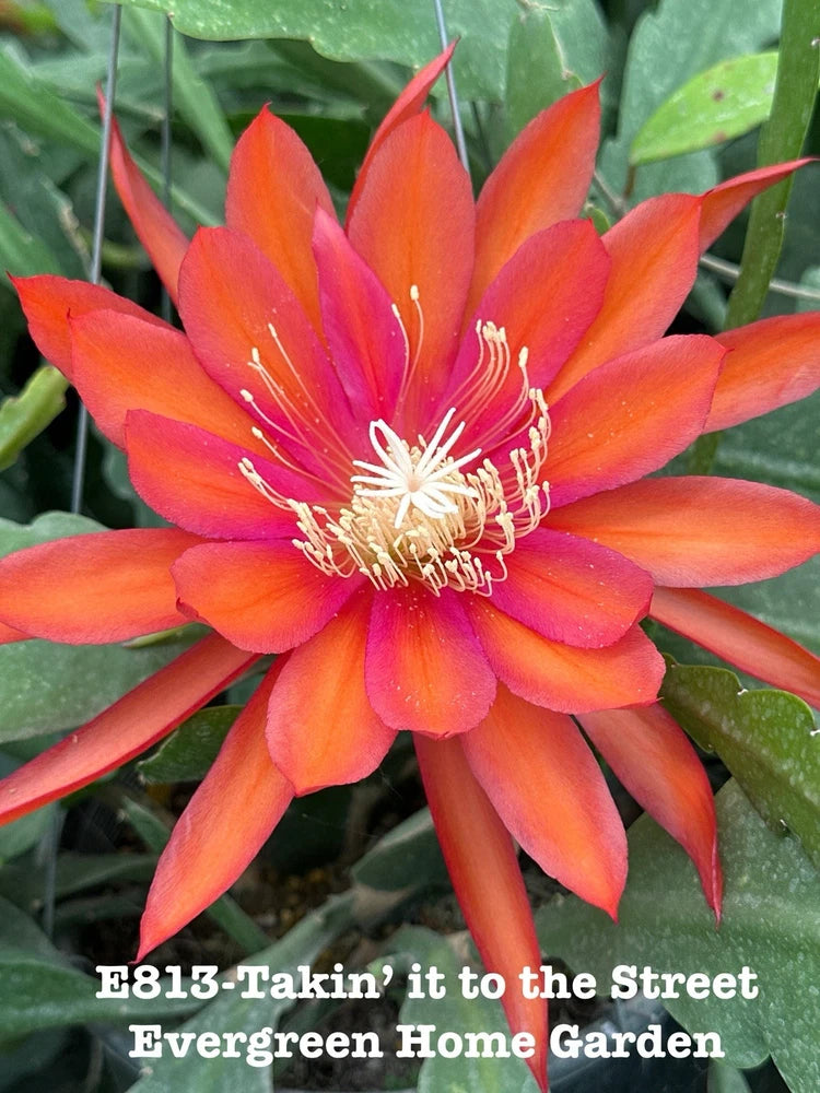 Orange Epiphyllum orchid cactus flower with red-pink petals on leafy plant