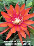 Rooted Epiphyllum Orchid Cactus ÒTakinÕ It To The StreetÓGrowing In 4Ó  pot Orchids