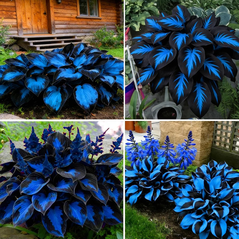 290 Hosta Seeds for Planting - Rare Perennial Shade Flower Garden Path Bloom Garden Plants