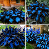 290 Hosta Seeds for Planting - Rare Perennial Shade Flower Garden Path Bloom Garden Plants
