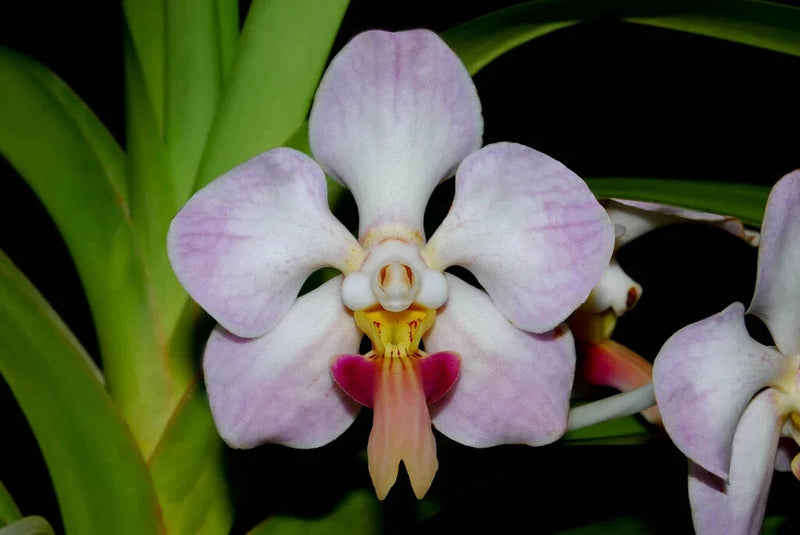Orchid bloom with pale lavender petals and pink center lip, surrounded by green leaves