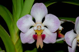 Vanda foetida Ð Rare Species Ð Large Blooming Size! Orchids