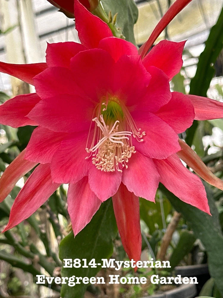 Red epiphyllum orchid cactus flower in a small starter pot