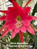 Rooted Epiphyllum Orchid Cactus ÒMysterianÓGrowing In 4Ó Starter pot Orchids