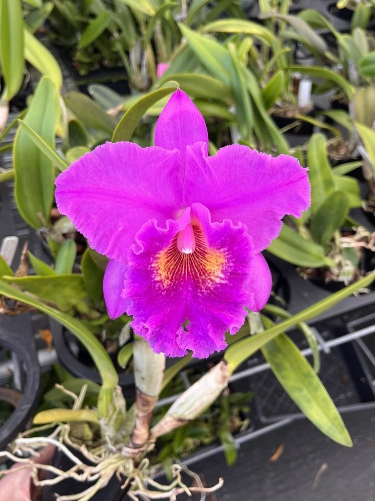 Pink-purple Cattleya orchid with ruffled petals and orange-yellow throat, in a black pot