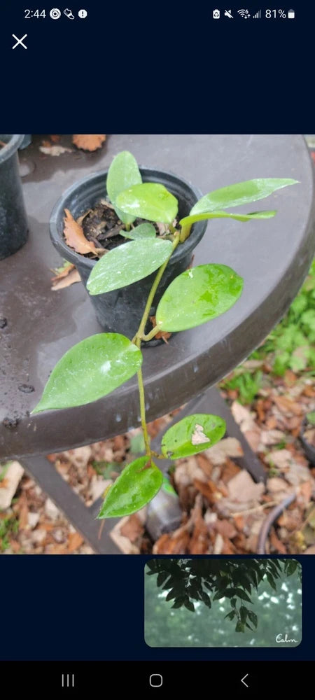 Hoya carnosa plant in pot with glossy green waxy leaves