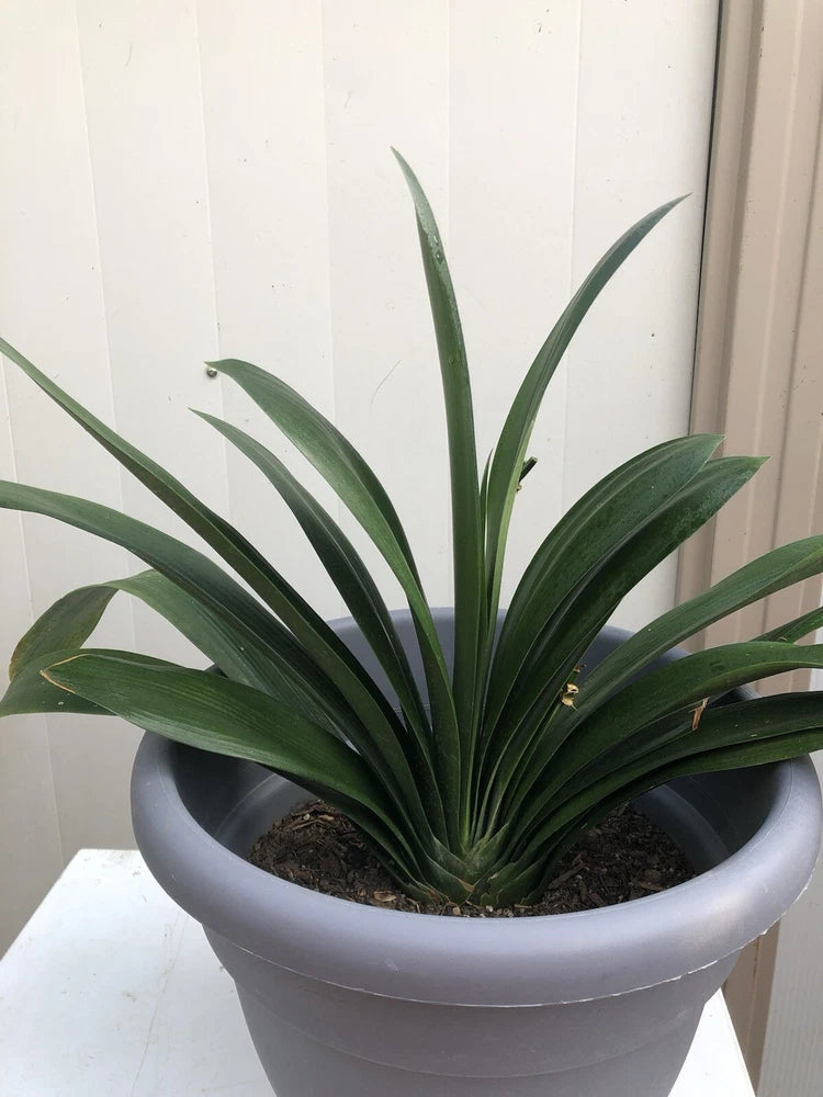Live Clivia plant in gray pot with dark green strap leaves