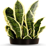 Artificial Snake Plant 3 FT Tall Fake Sansevieria Artificial Potted Plant for Mo Green Plant