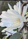 8 New Cuttings  Of QUEEN OF THE NIGHT Blooming Epiphyllum Orchid White Orchids