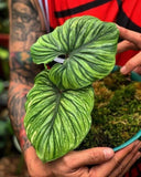 Pretty Imported Indoor Alocasia Imported Flower Bulbs Green Pack of 2 bulbs Green Plant