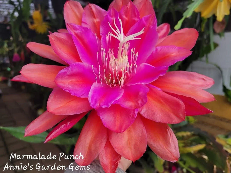 Epiphyllum orchid cactus flower with pink and orange petals, centered bloom