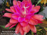 Epiphyllum Marmalade Punch Unrooted Cuttings - 8 to 10 inches long Orchids