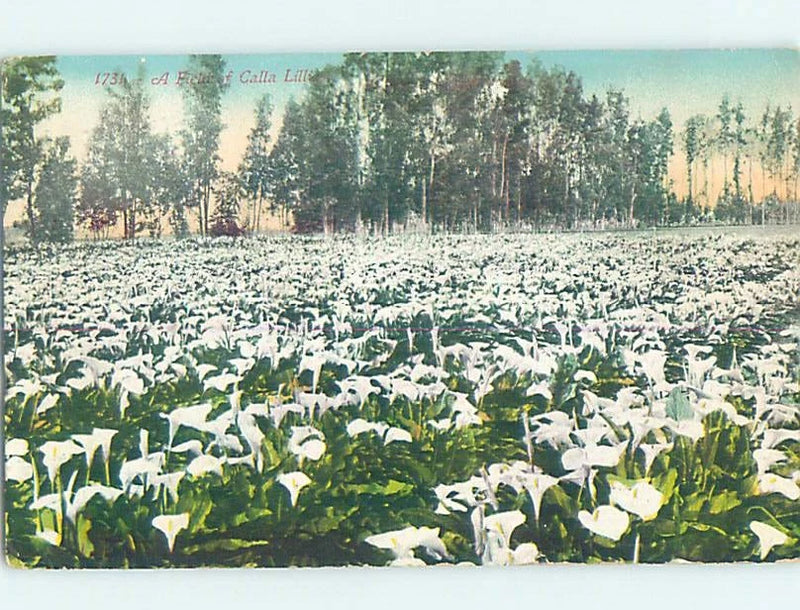 Divided-back CALIFORNIA LILY FLOWER FIELD Postmarked Vallejo CA m/01 AD7487 Lily
