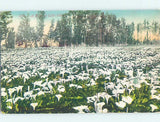 Divided-back CALIFORNIA LILY FLOWER FIELD Postmarked Vallejo CA m/01 AD7487 Lily