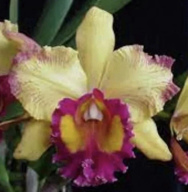 Fragrant orchid blossom with yellow petals and deep magenta center detail