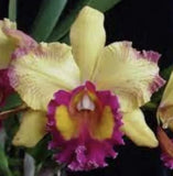 Blc Hausermann's Starfire 'Times Square' Fragrant Orchids