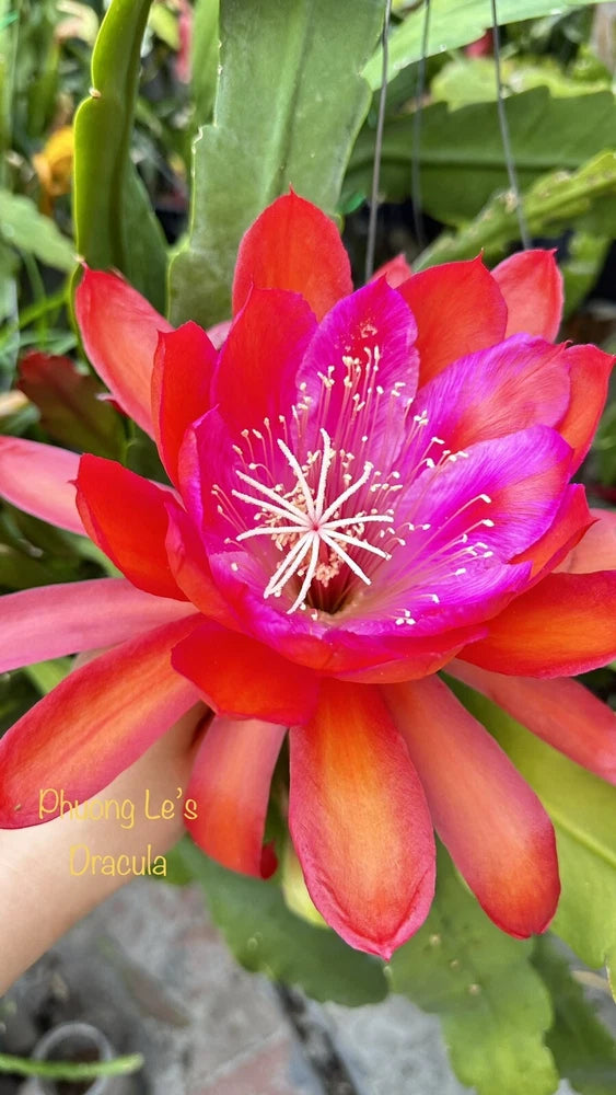 Orchid cactus flower cutting stem with red-orange petals and pink center, unrooted