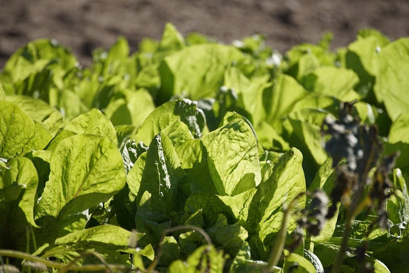 5 seeds)Swiss Chard Seeds Fordhook Giant Heirloom Non-GMO, Fast Growing Garden Plants