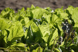 5 seeds)Swiss Chard Seeds Fordhook Giant Heirloom Non-GMO, Fast Growing Garden Plants