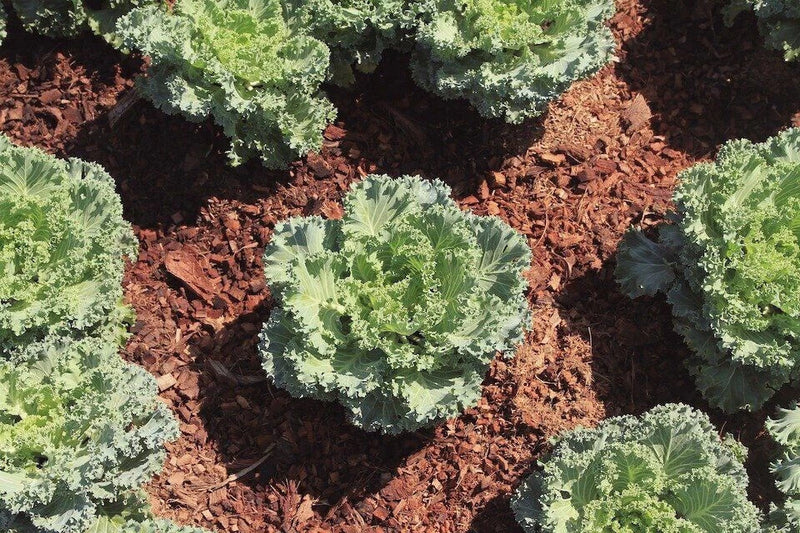 DWARF SIBERIAN KALE 250 SEEDS NON-GMO FRESH FOR GARDENS Garden Plants