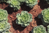 DWARF SIBERIAN KALE 250 SEEDS NON-GMO FRESH FOR GARDENS Garden Plants