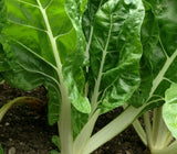 SWISS CHARD SEEDS 100+ FORDHOOK GIANT heat tolerant GREENS garden FREE SHIPPING Garden Plants