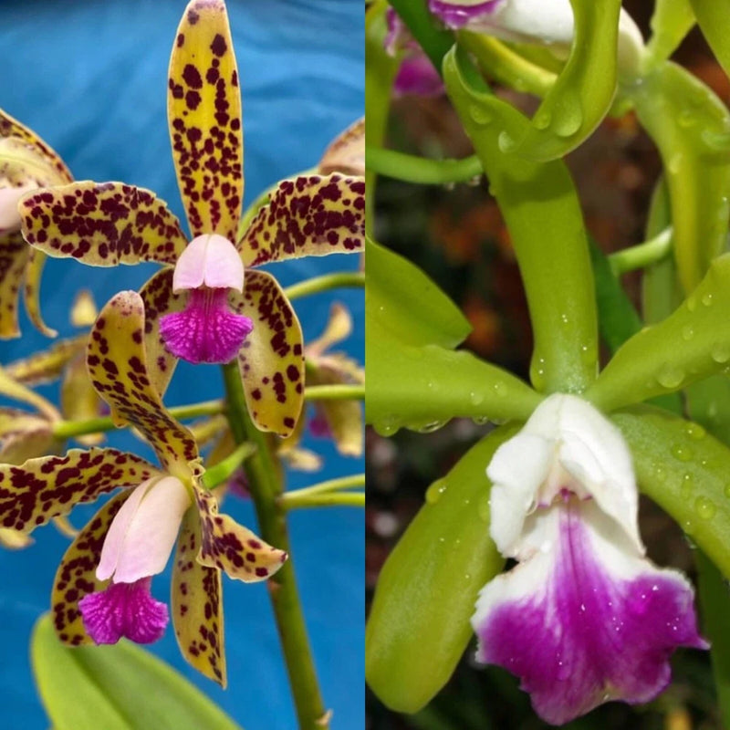 Orchid plant with spotted purple and yellow blooms, white petals, and green stems