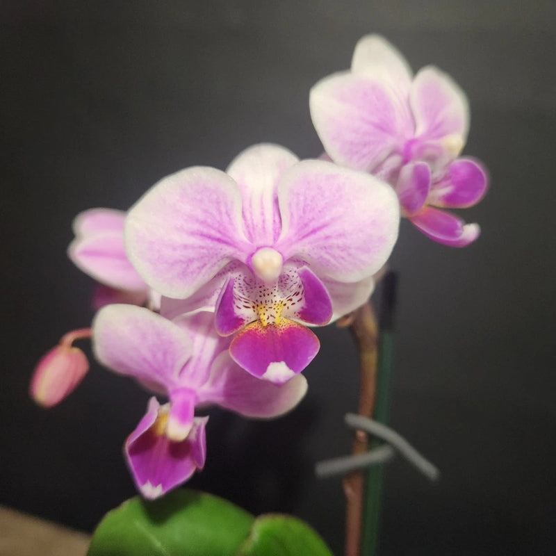 Light pink and purple orchid blossoms in a small potted plant with green leaves
