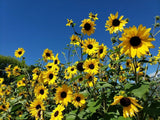 Large Yellow Sunflowers Digital Photo, Desktop Wallpaper, Cellphone Wallpaper Sunflower