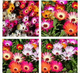 1000+ SEEDS  DAISY  ICE PLANT LIVINGSTONE Mix Drought Tolerant FREESHIP Flowering Plants