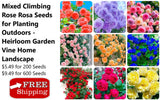 Mixed Climbing Rose Rosa Seeds for Planting Outdoors -Heirloom Garden Vine Home Garden Plants