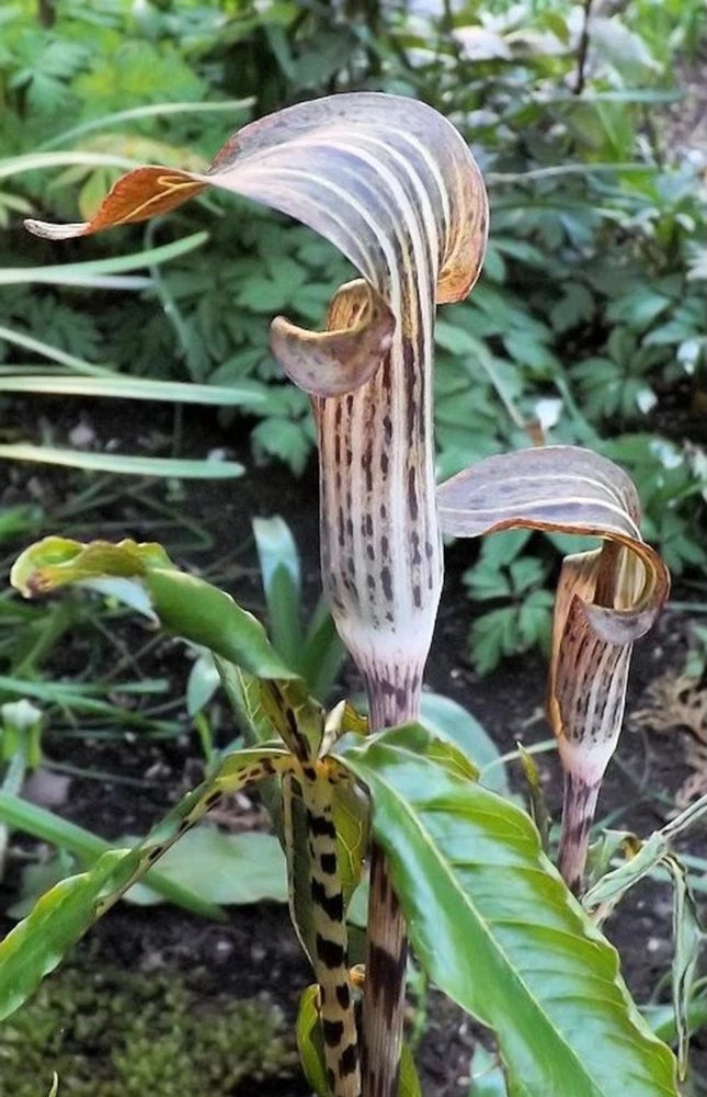 Arisaema Nepenthoides 5 Seeds, Jack In The Pulpit Cobra Lily Flowering Plants