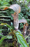 Arisaema Nepenthoides 5 Seeds, Jack In The Pulpit Cobra Lily Flowering Plants