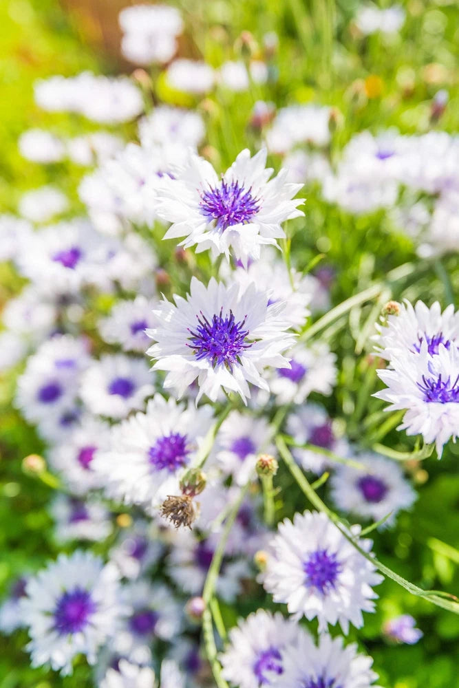 750 White BACHELOR'S BUTTON / CORNFLOWER Centaurea Cyanus Flower Seeds Flowering Plants