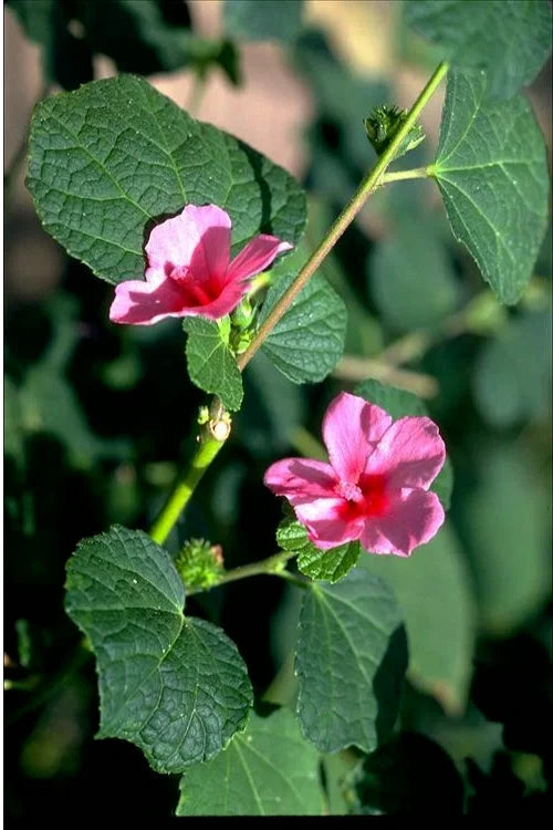 URENA LOBATA, Caesarweed, Congo jute, flowering herb medicinal plant 15 seeds Flowering Plants