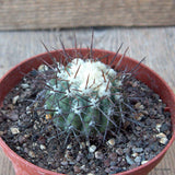 D6839 COPIAPOA MAGNIFICA pot10-H4-W5 cm MaMa Cactus Green Plant