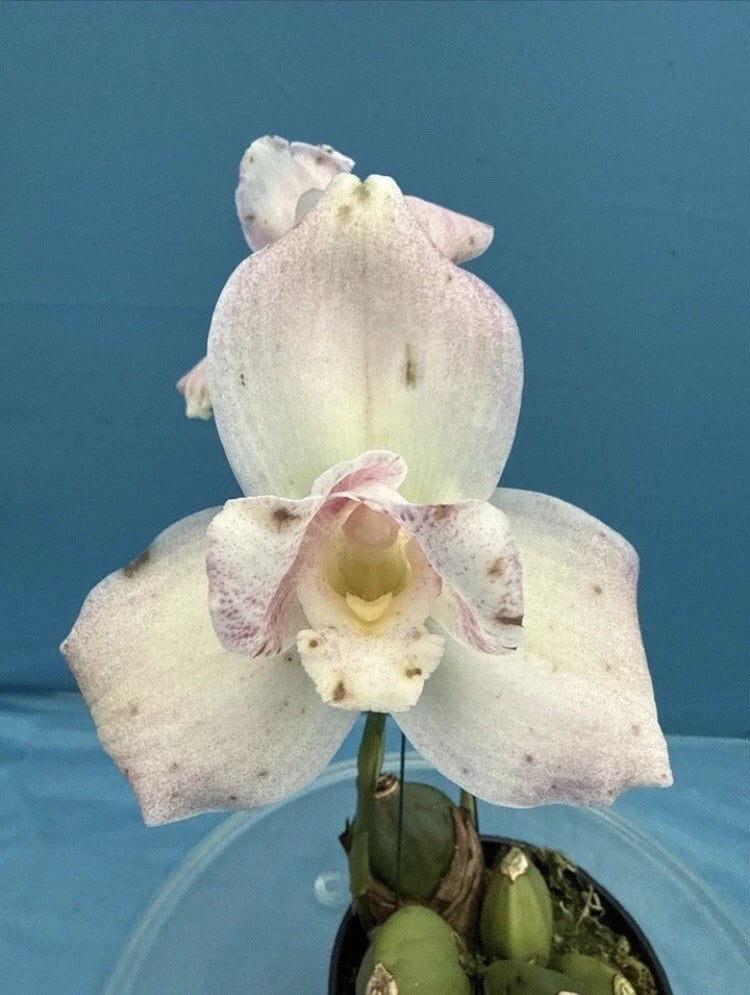 Lycaste orchid flower with white petals and light pink accents