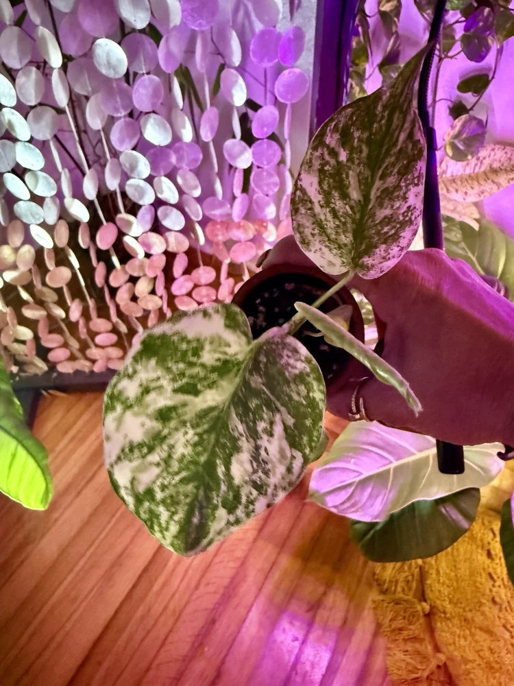 monstera deliciosa mint variegated Orchids